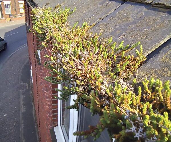 Roofing & guttering - clean out your gutters!